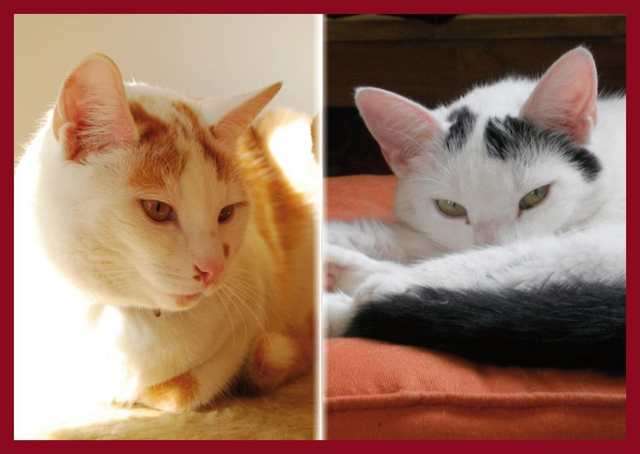 Neues Zuhause für Freigänger (Katze & Kater) gesucht! (Zusammen oder einzeln)